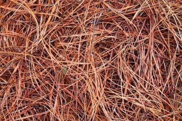 Premium Long Needle Pinestraw